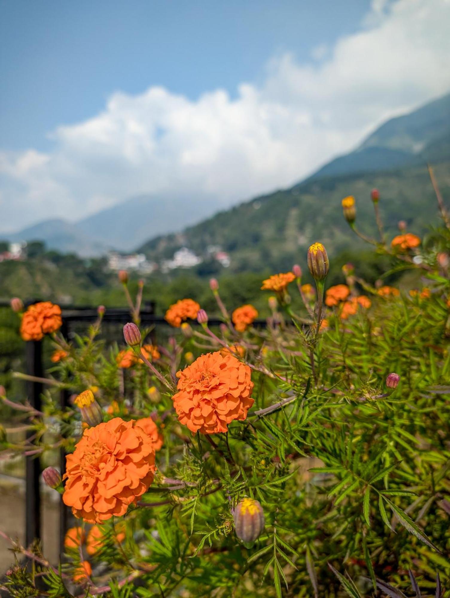 Hobo Hostel Dharamshala Bagian luar foto